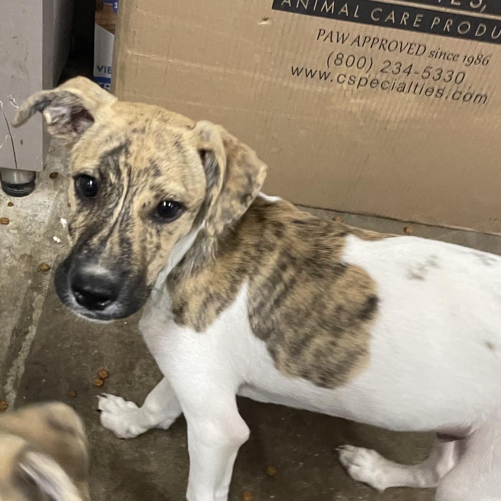 Wrangler, Adoptable, Young Male Terrier & Mixed Breed.