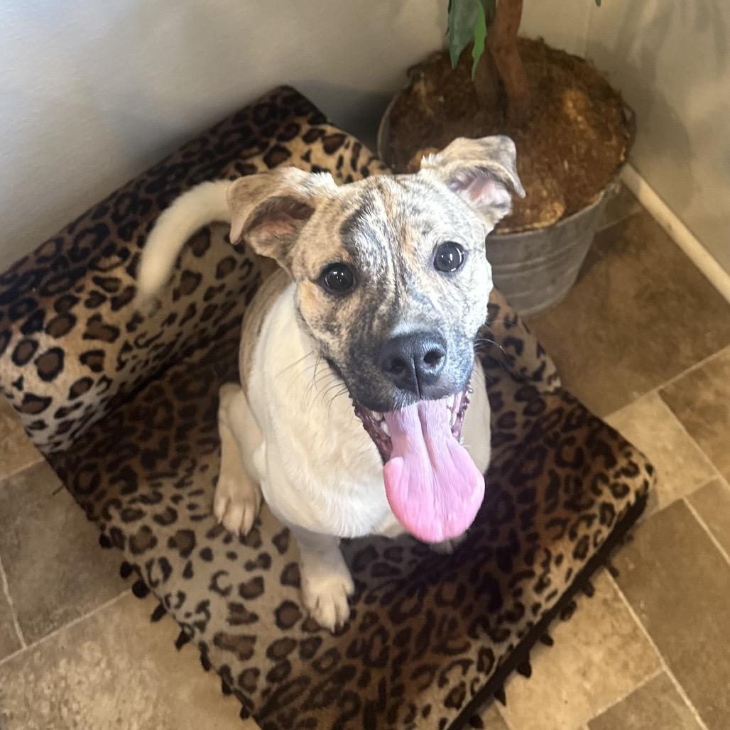 Enlarge Wrangler, a Adoptable mixed breed in Eureka Springs, AR image 2/2