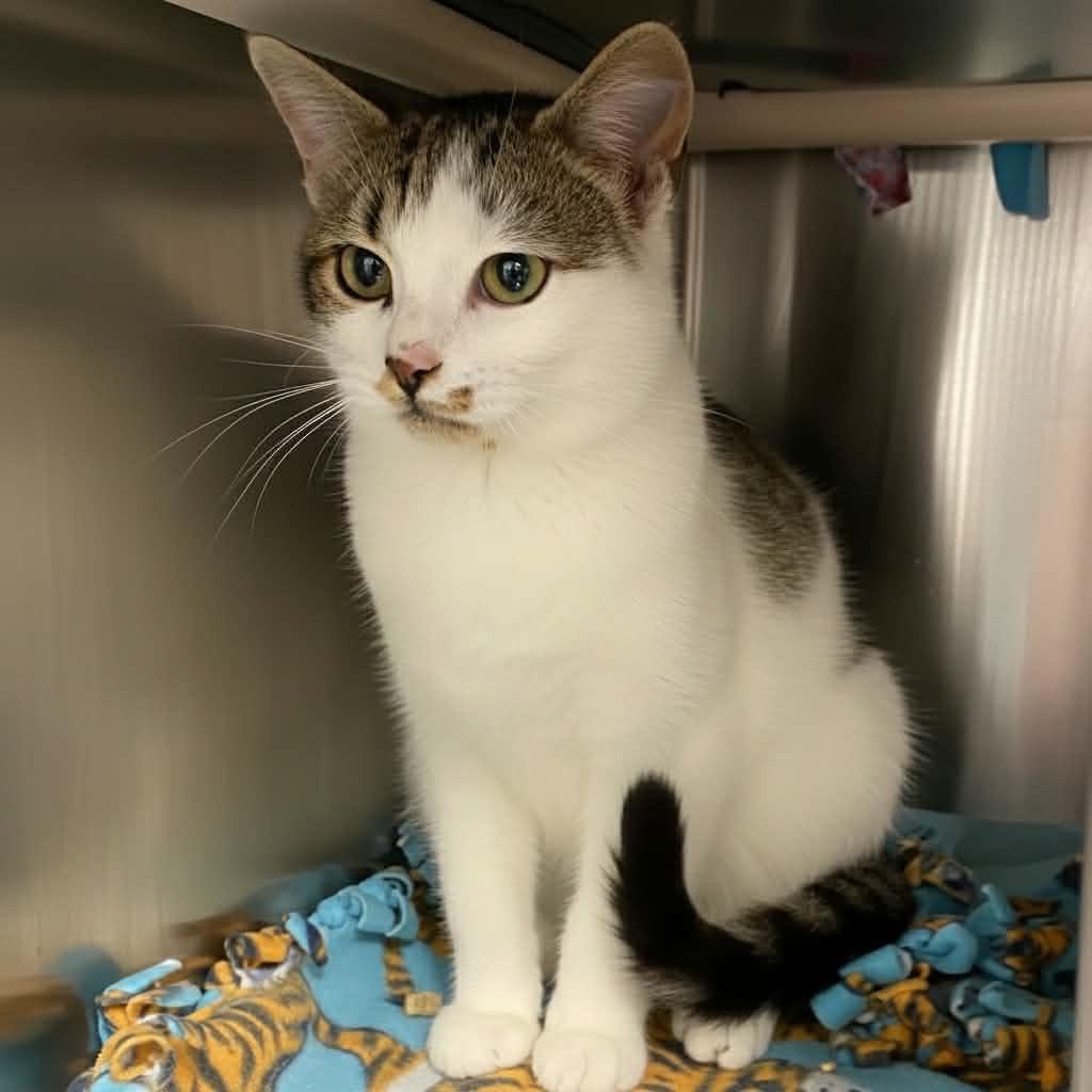 Enlarge Turner, a Adoptable Domestic Short Hair in Walnut Cove, NC image 2/6