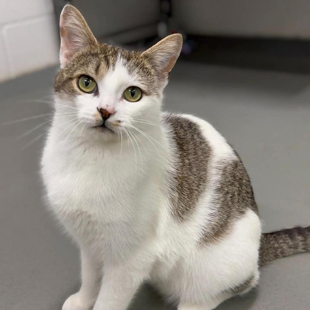 Enlarge Turner, a Adoptable Domestic Short Hair in Walnut Cove, NC image 3/6