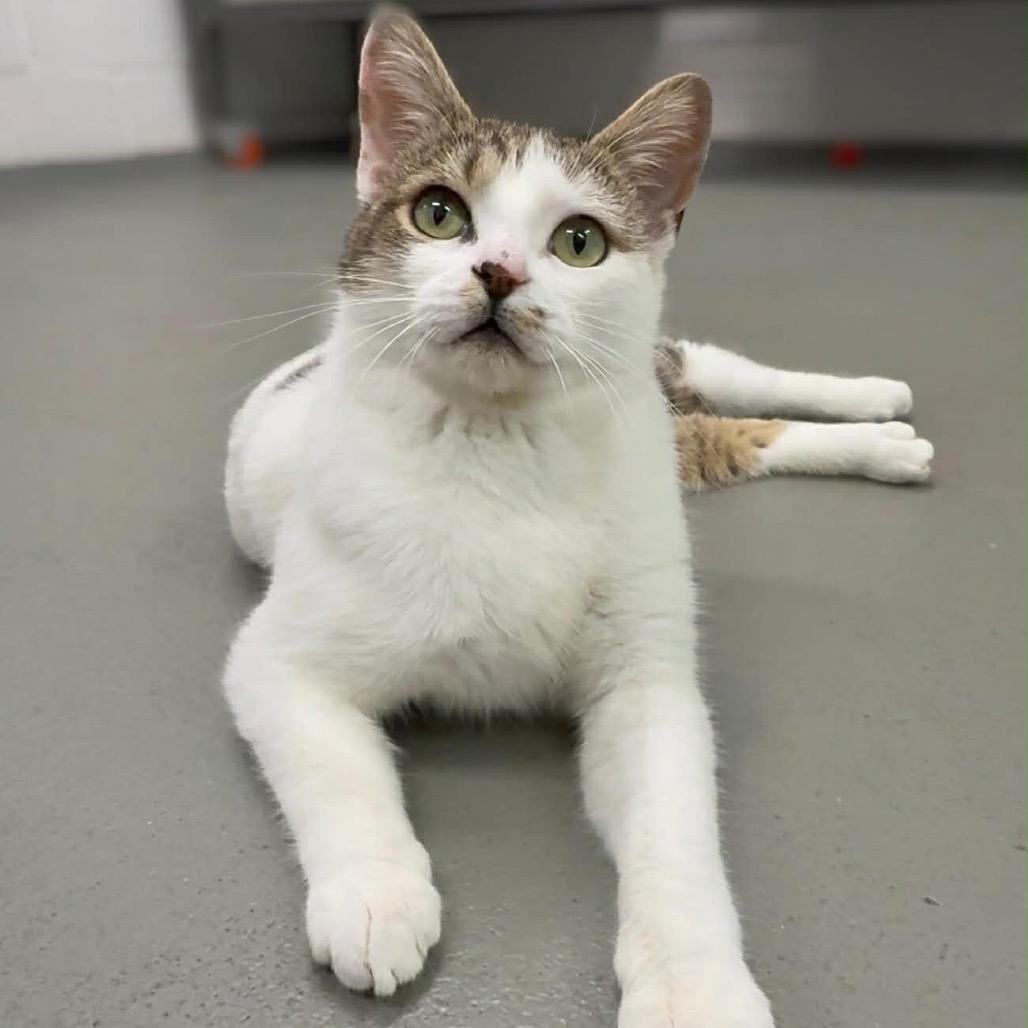 Turner, Adoptable, Young Male Domestic Short Hair.