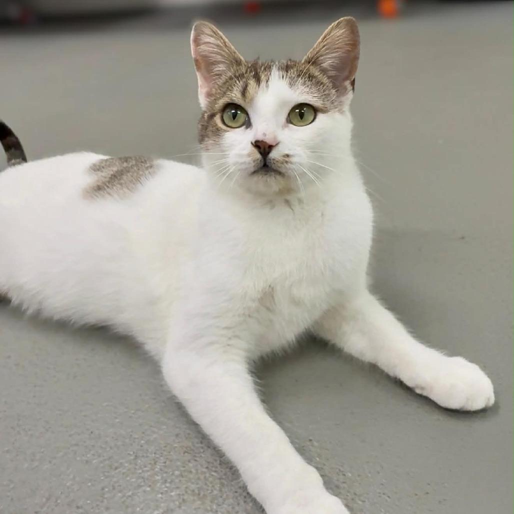 Enlarge Turner, a Adoptable Domestic Short Hair in Walnut Cove, NC image 5/6