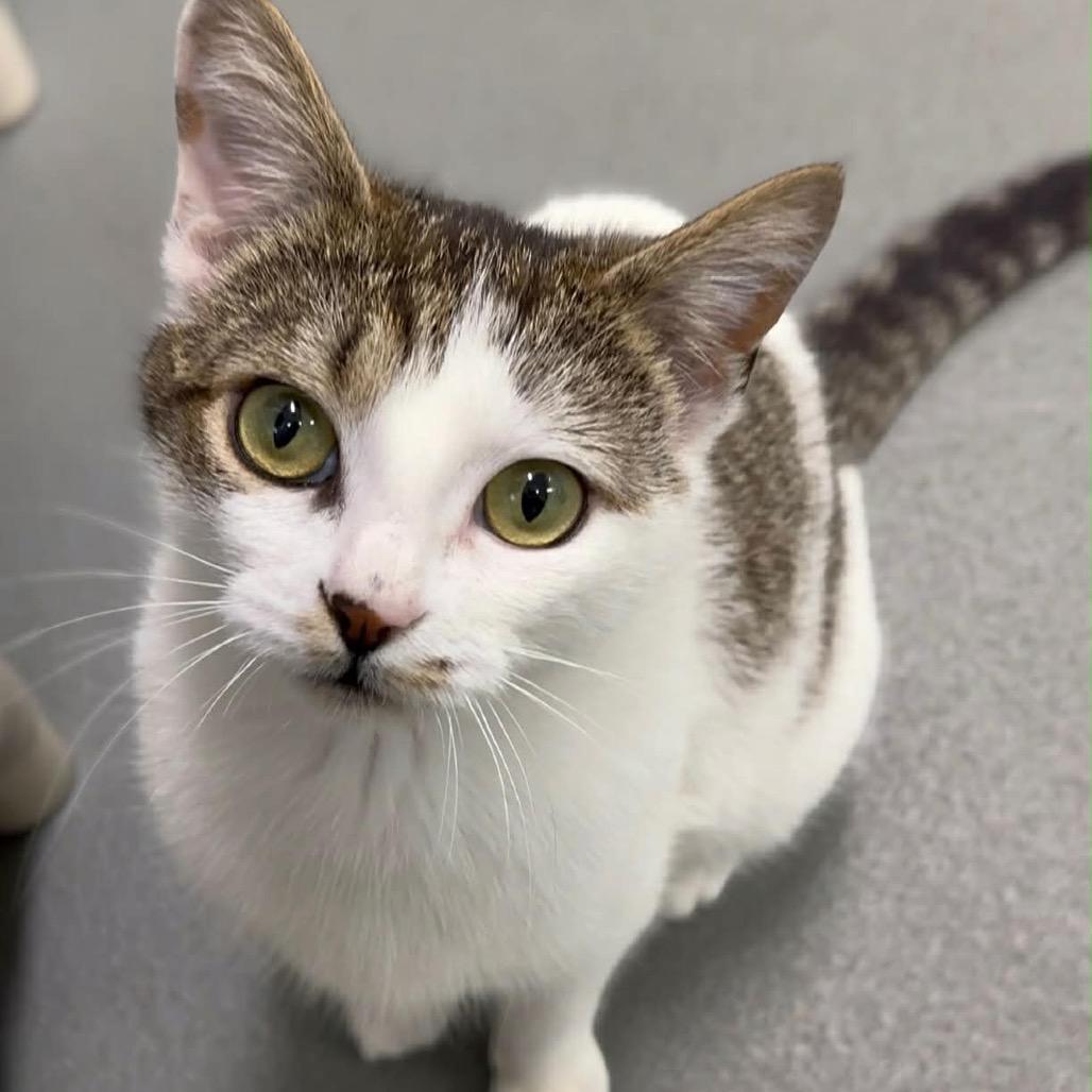 Enlarge Turner, a Adoptable Domestic Short Hair in Walnut Cove, NC image 6/6