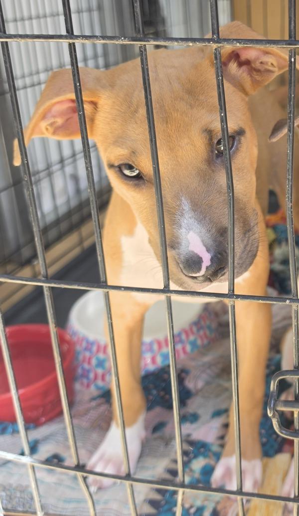 Carl, Adoptable, Puppy Male Hound.