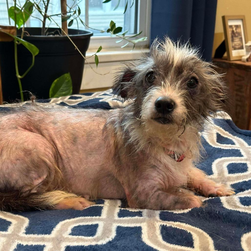 Wisp, a Adoptable Terrier in Jackson, MO image 1/2