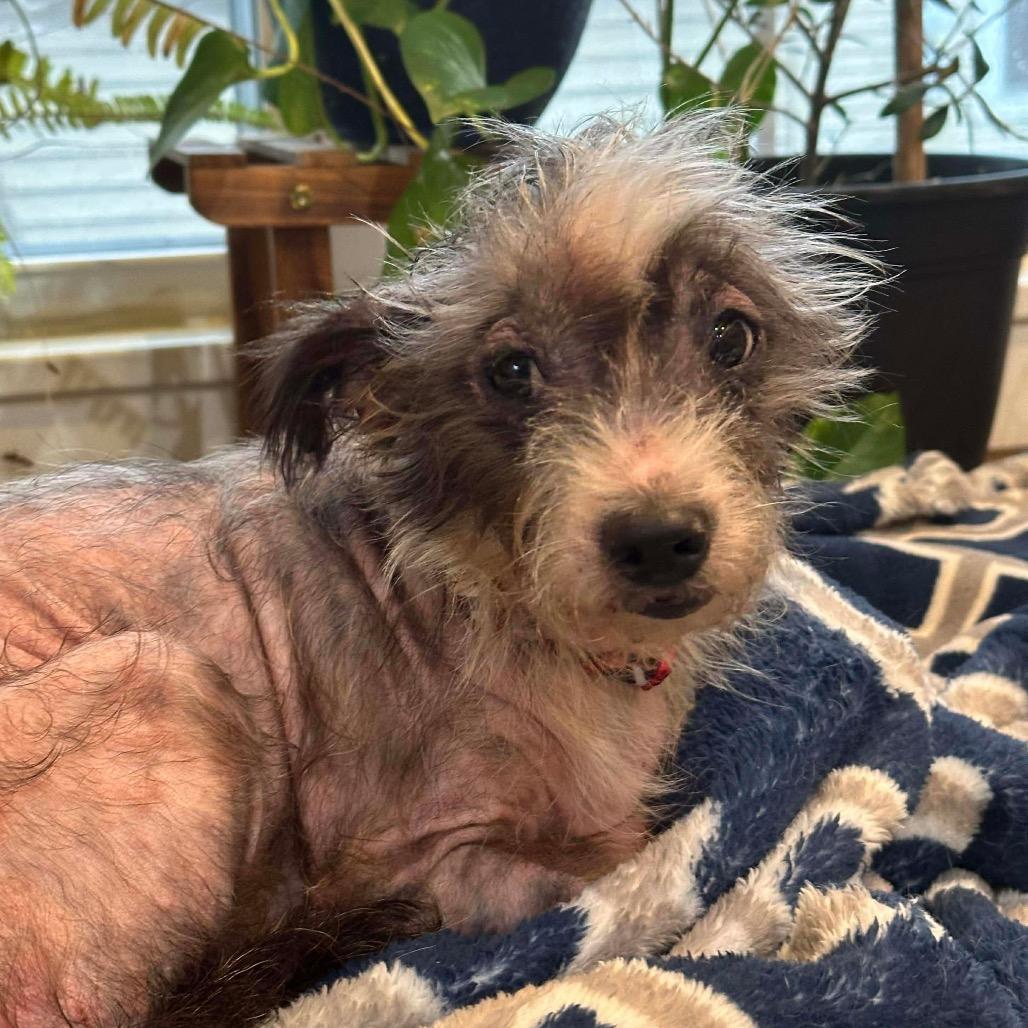 Wisp, a Adoptable Terrier in Jackson, MO image 2/2