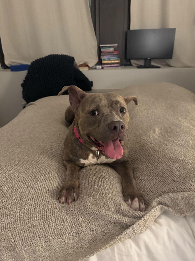 Enlarge Soucie, a Adoptable mixed breed in New York, NY image 1/6