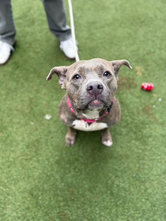 Enlarge Soucie, a Adoptable mixed breed in New York, NY image 2/6