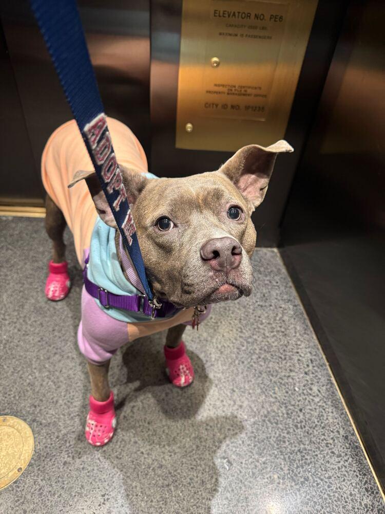 Soucie, Adoptable, Adult Female Mixed Breed.