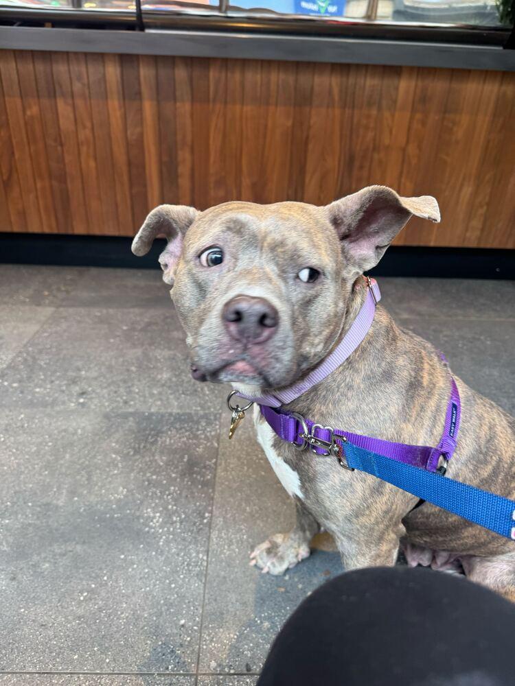 Enlarge Soucie, a Adoptable mixed breed in New York, NY image 1/6