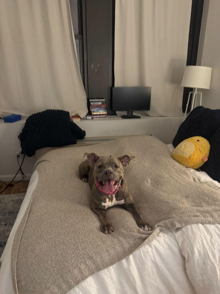 Enlarge Soucie, a Adoptable mixed breed in New York, NY image 3/6