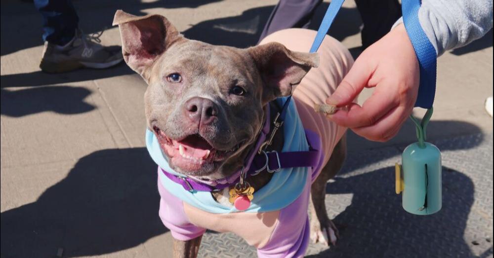 Soucie, Adoptable, Adult Female Mixed Breed.