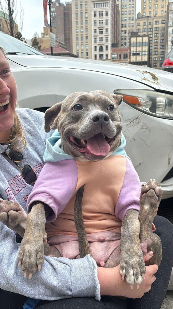 Enlarge Soucie, a Adoptable mixed breed in New York, NY image 3/6