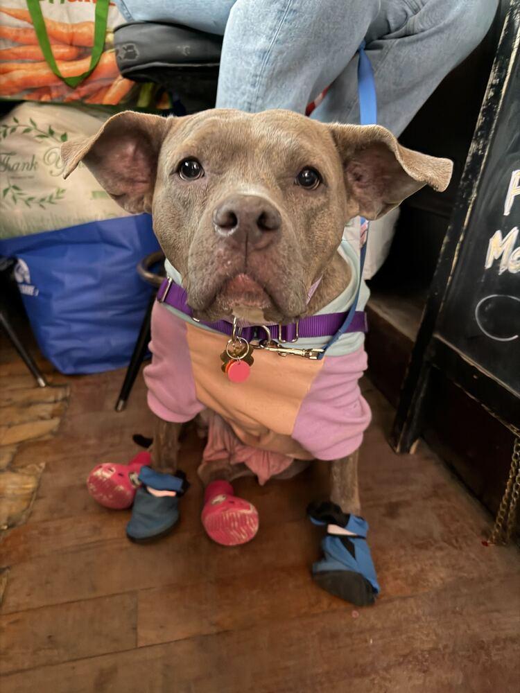 Enlarge Soucie, a Adoptable mixed breed in New York, NY image 4/6