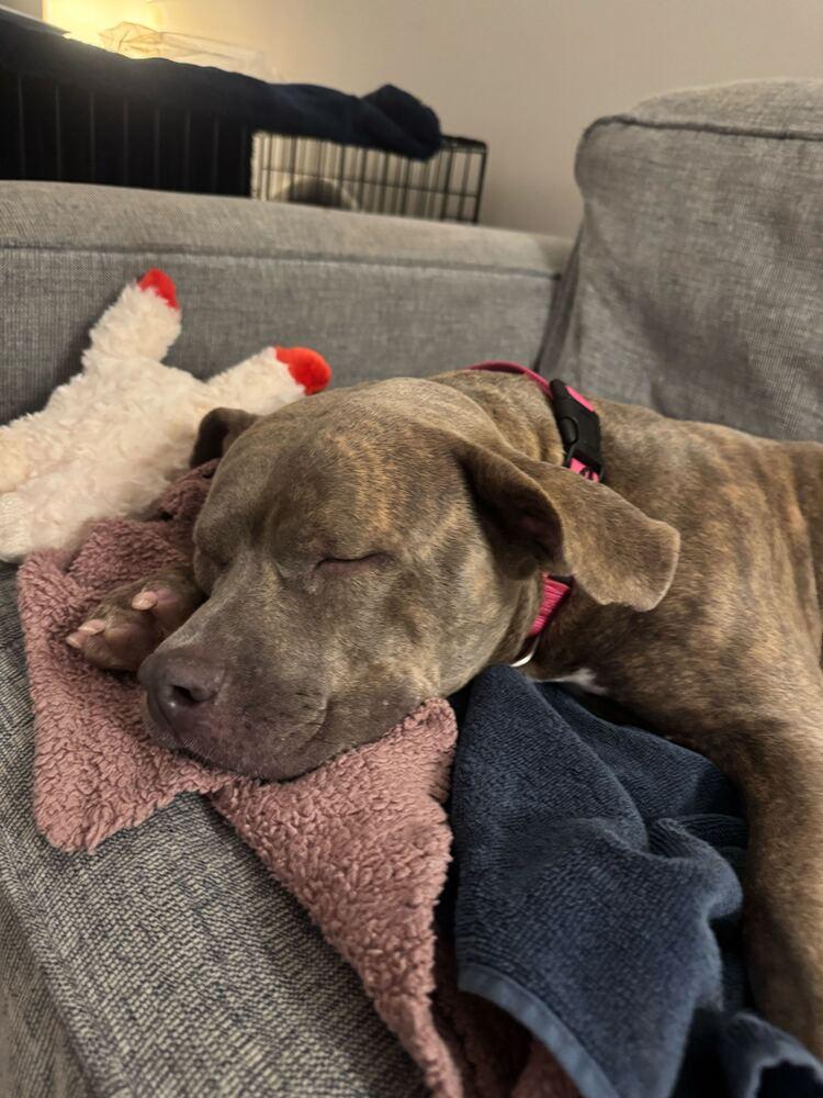 Enlarge Soucie, a Adoptable mixed breed in New York, NY image 4/6