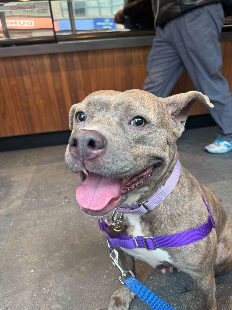 Enlarge Soucie, a Adoptable mixed breed in New York, NY image 5/6