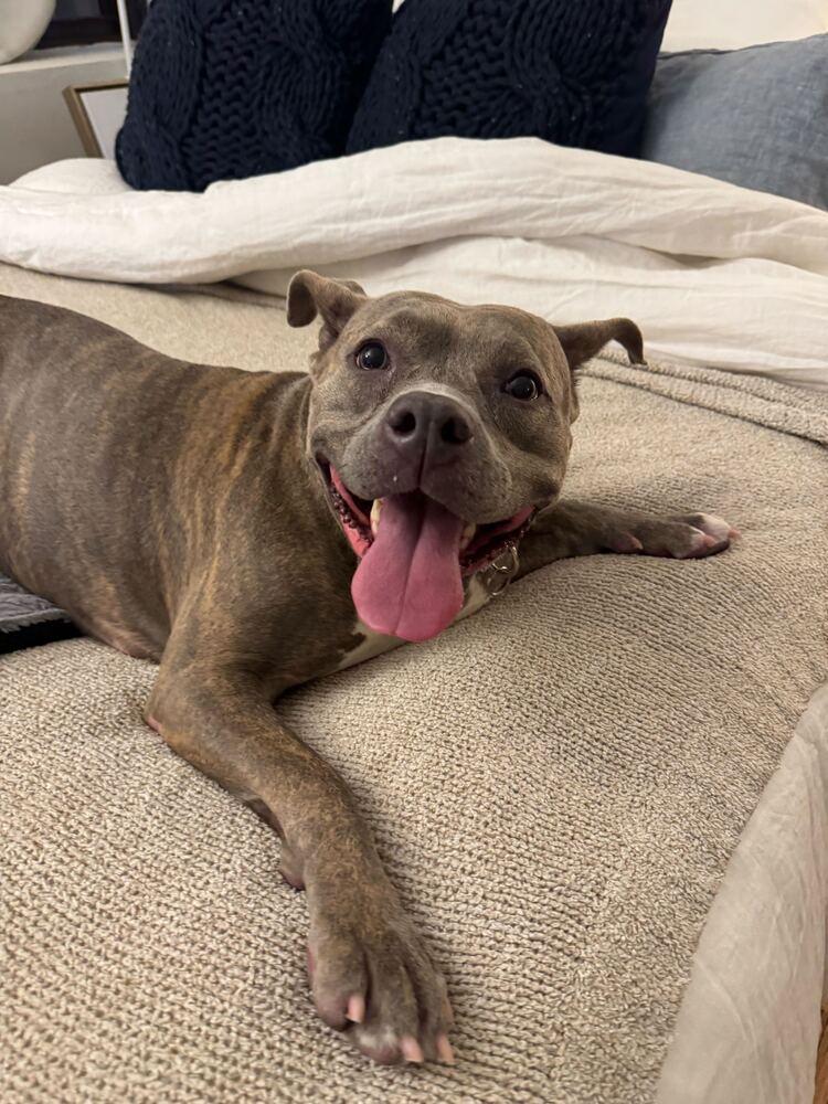 Enlarge Soucie, a Adoptable mixed breed in New York, NY image 4/6