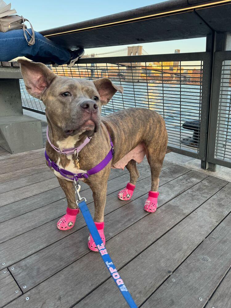 Enlarge Soucie, a Adoptable mixed breed in New York, NY image 6/6