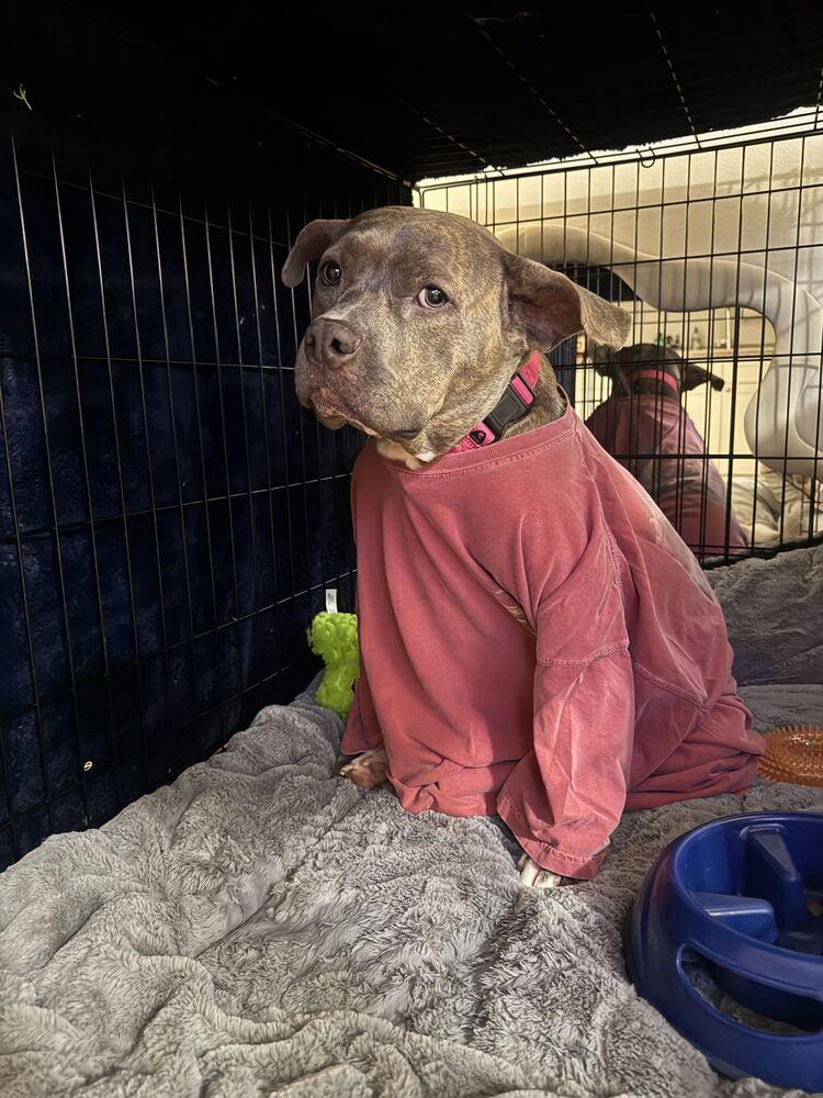 Enlarge Soucie, a Adoptable mixed breed in New York, NY image 5/6