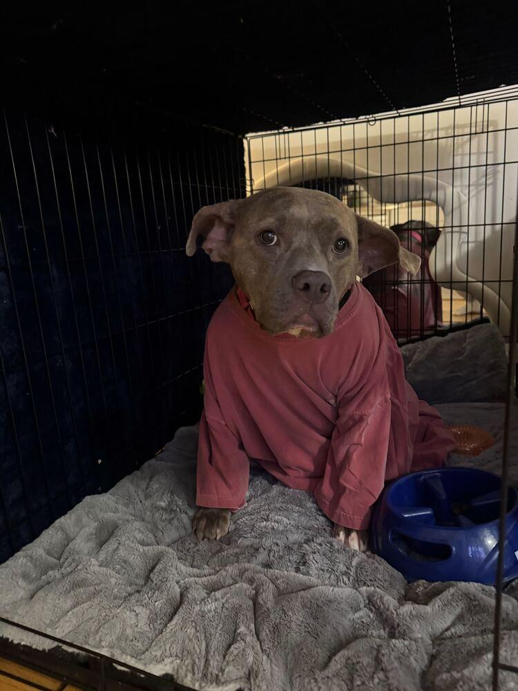 Enlarge Soucie, a Adoptable mixed breed in New York, NY image 6/6