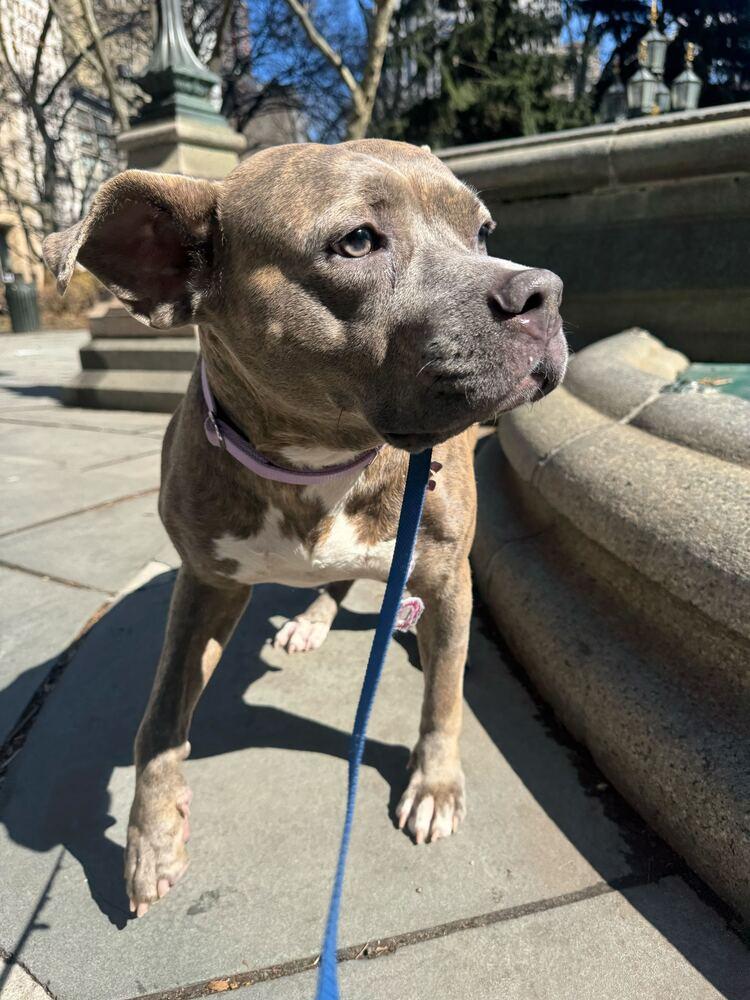 Enlarge Soucie, a Adoptable mixed breed in New York, NY image 6/6