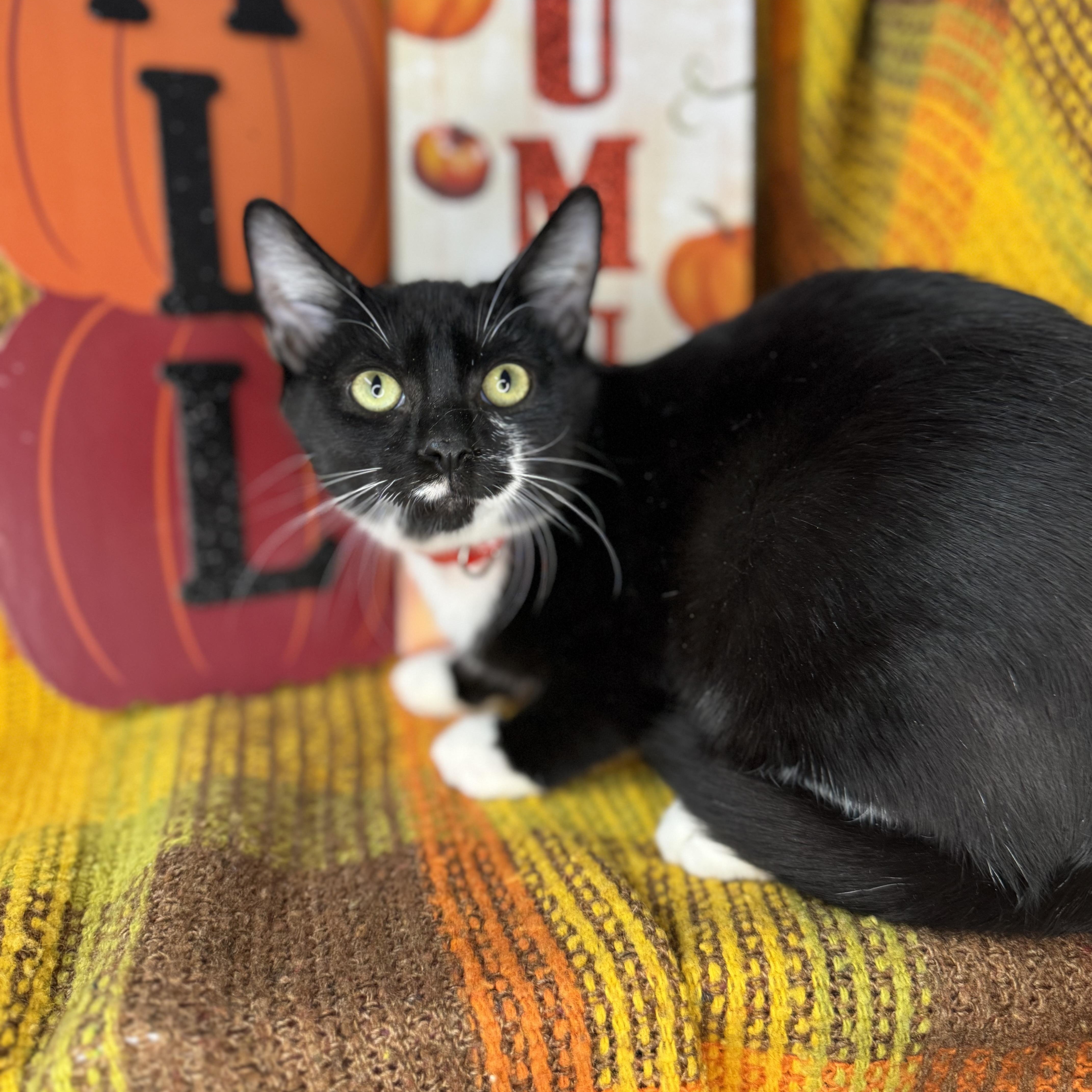 Enlarge Tucker, a Adoptable Tuxedo in Mount Vernon, IL image 2/6