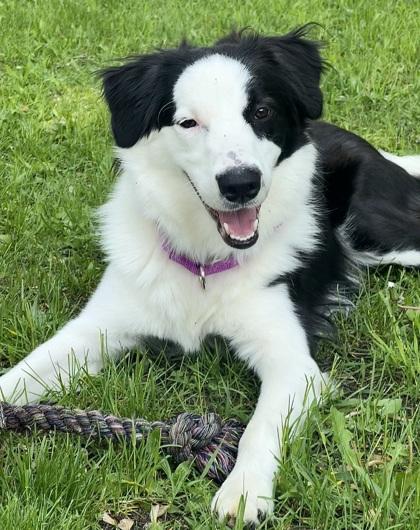 Scooter, an adoptable Border Collie in Boyne City, MI, 49712 | Photo Image 1