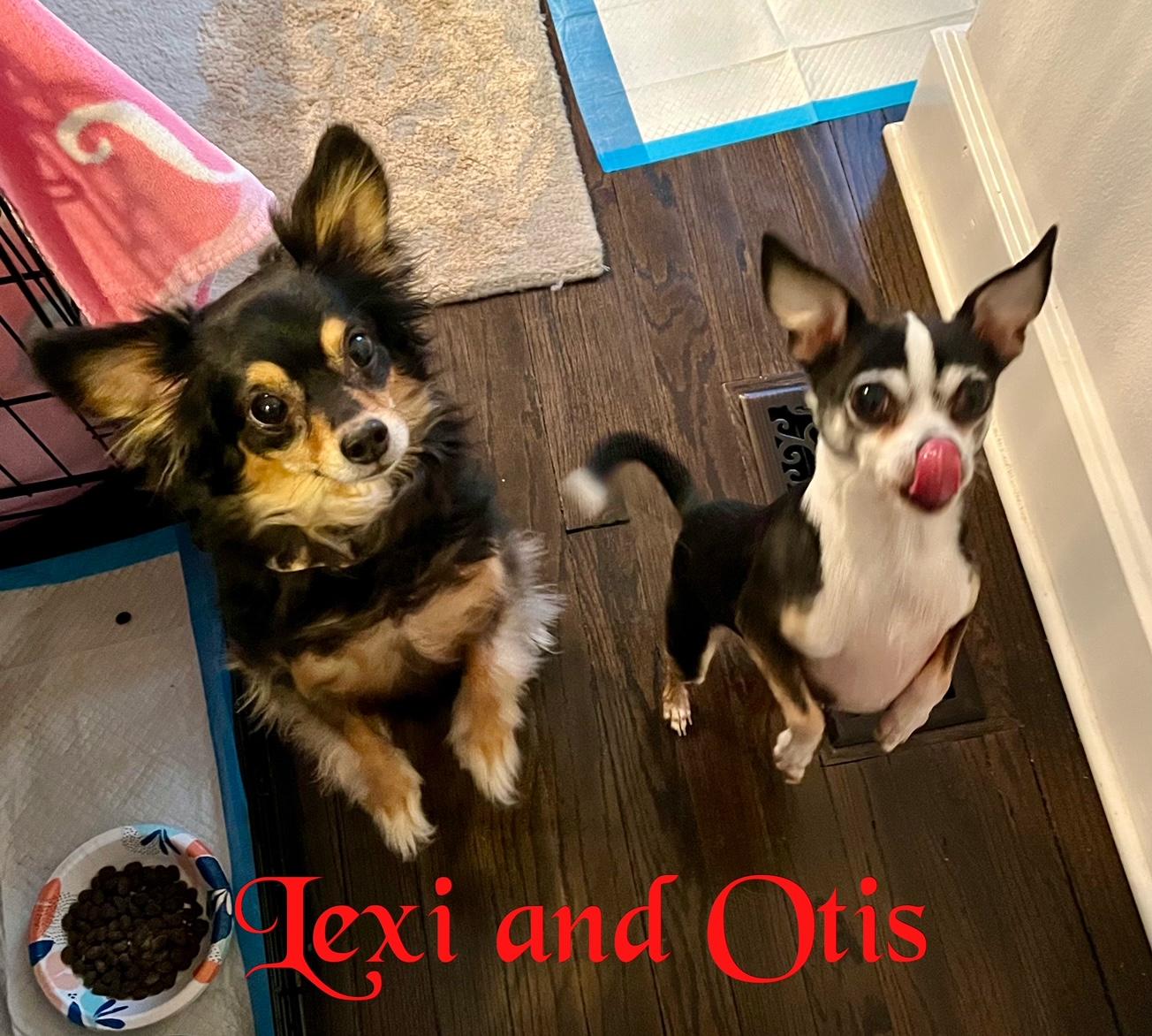 COURTESY POST FOR WASA:  Otis & Lexi 3