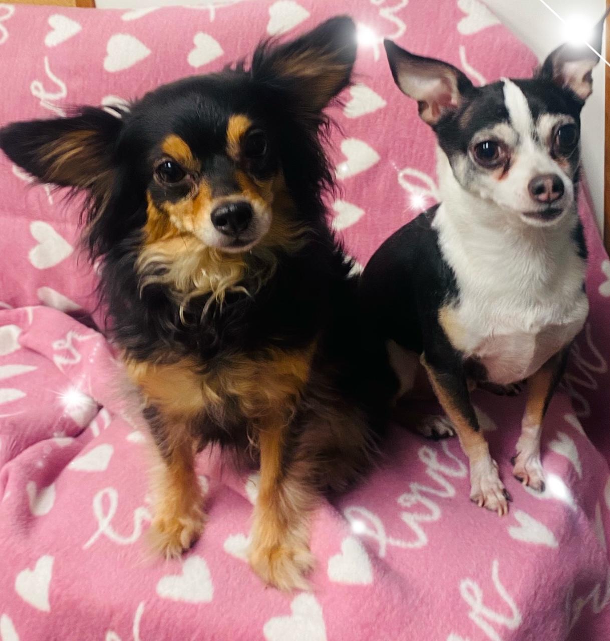 COURTESY POST FOR WASA: Otis & Lexi