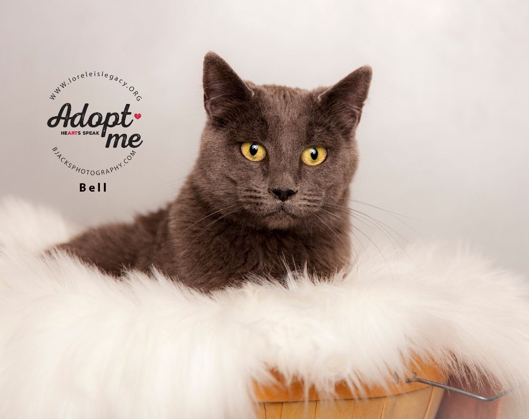 Enlarge Bell, an adoptable mixed breed in Salt Lake City, UT image 1/4