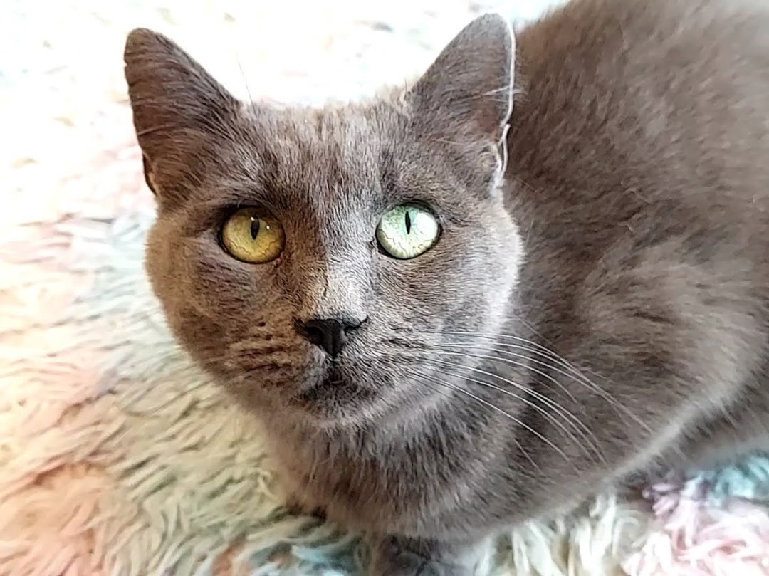 Enlarge Bell, an adoptable mixed breed in Salt Lake City, UT image 2/4