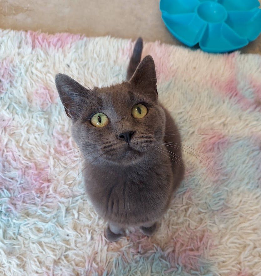Enlarge Bell, an adoptable mixed breed in Salt Lake City, UT image 3/4