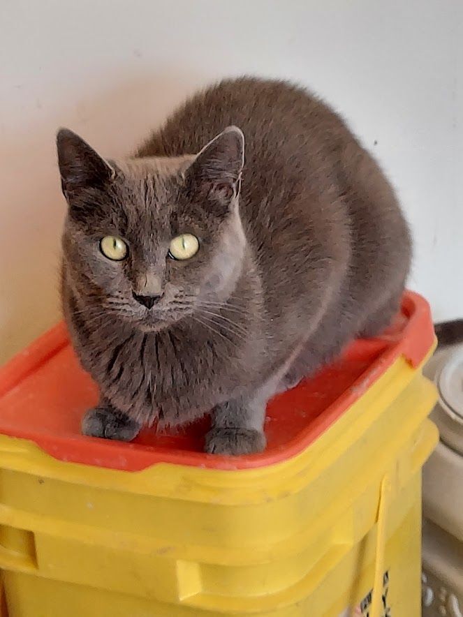 Enlarge Bell, an adoptable mixed breed in Salt Lake City, UT image 4/4