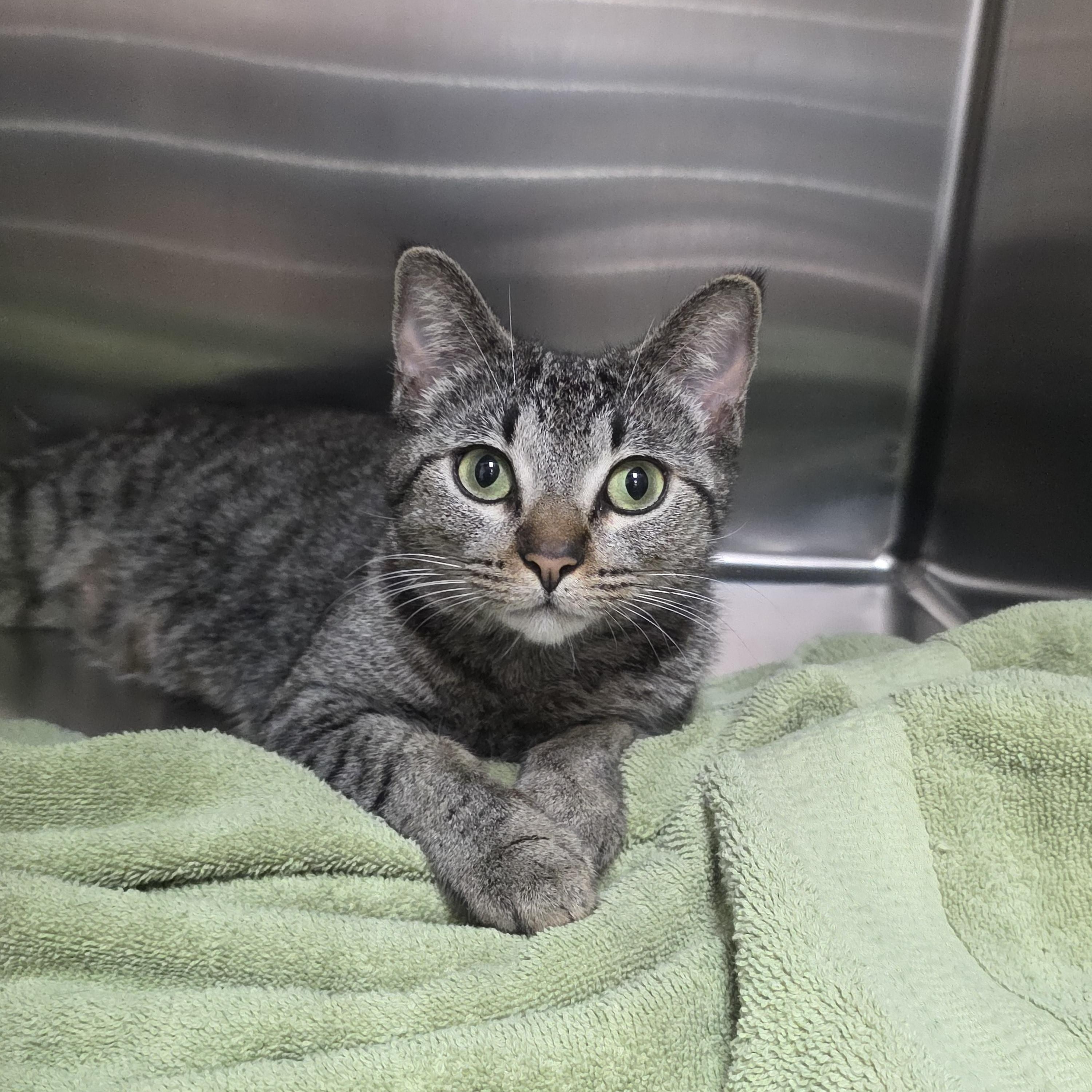 Enlarge Moxie, a ADOPTABLE mixed breed in Mission Viejo, CA image 1/1