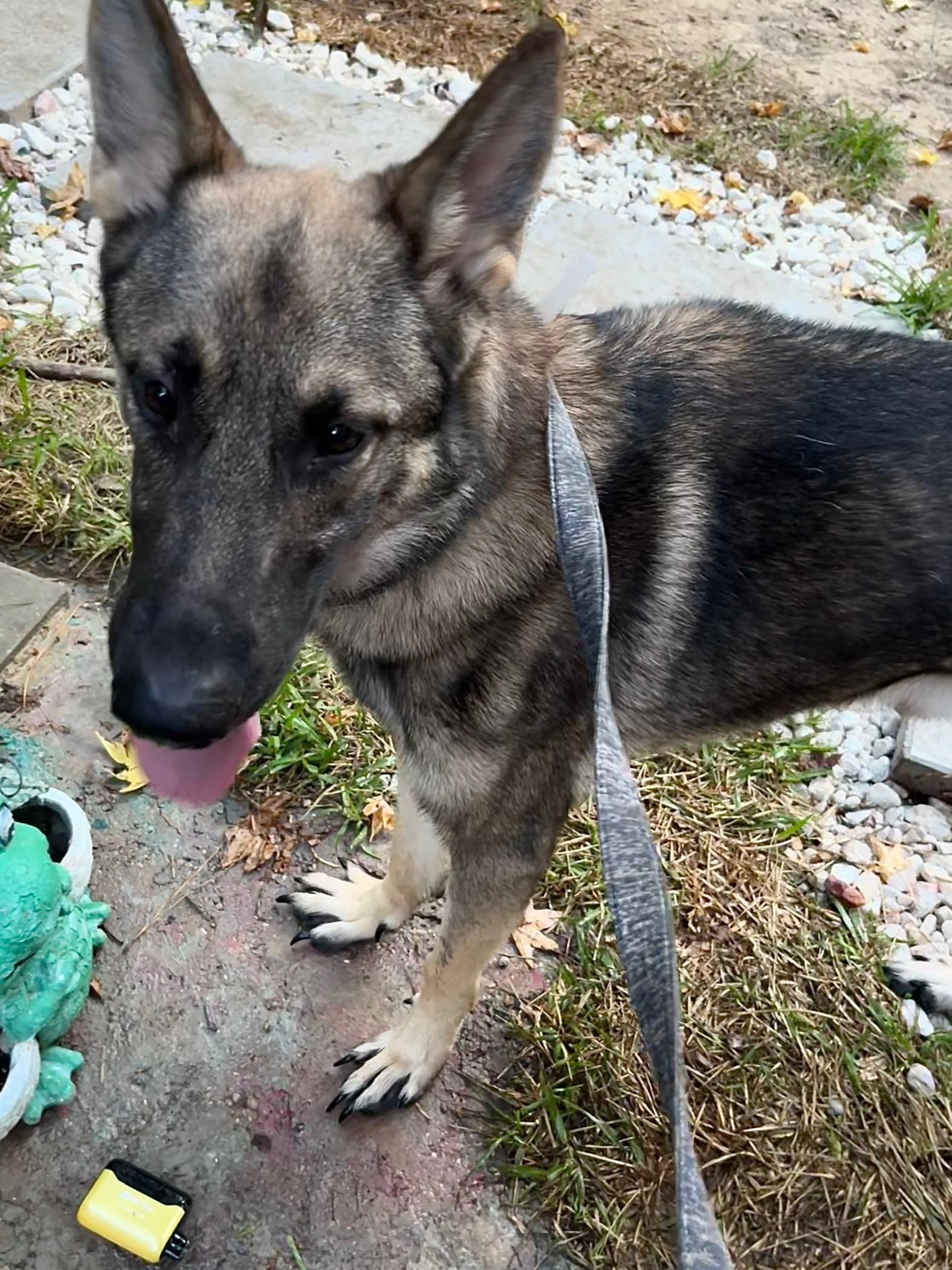 Enlarge Dax, an adoptable German Shepherd Dog in New Caney, TX image 2/4