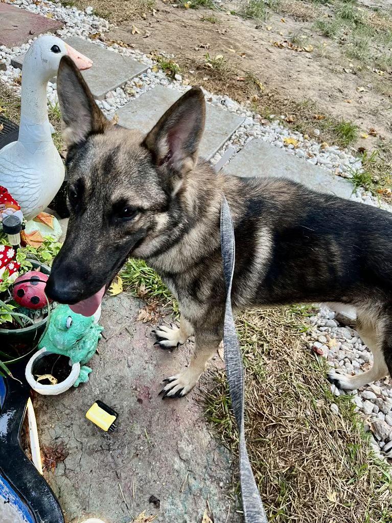Enlarge Dax, an adoptable German Shepherd Dog in New Caney, TX image 3/4