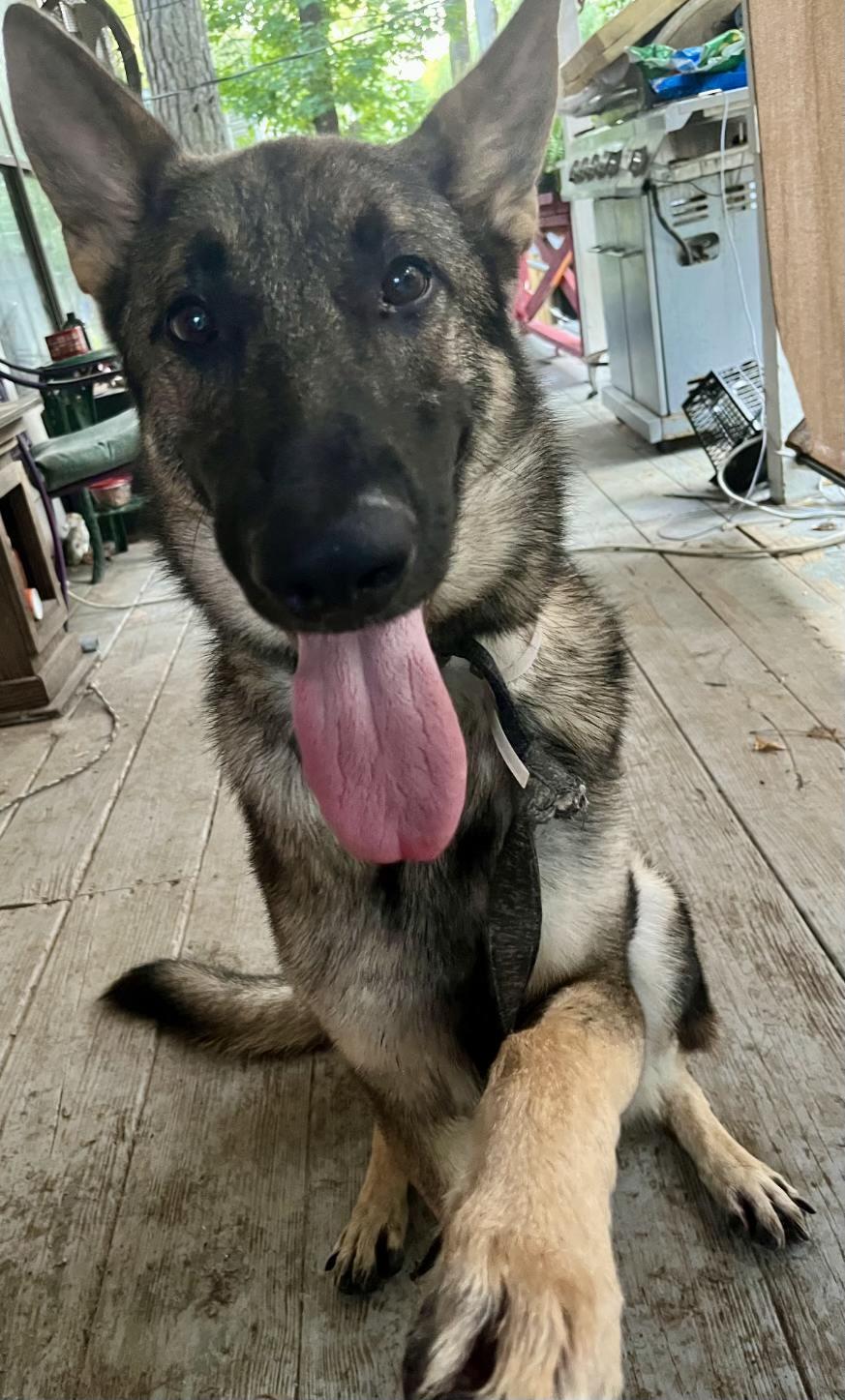 Enlarge Dax, an adoptable German Shepherd Dog in New Caney, TX image 4/4