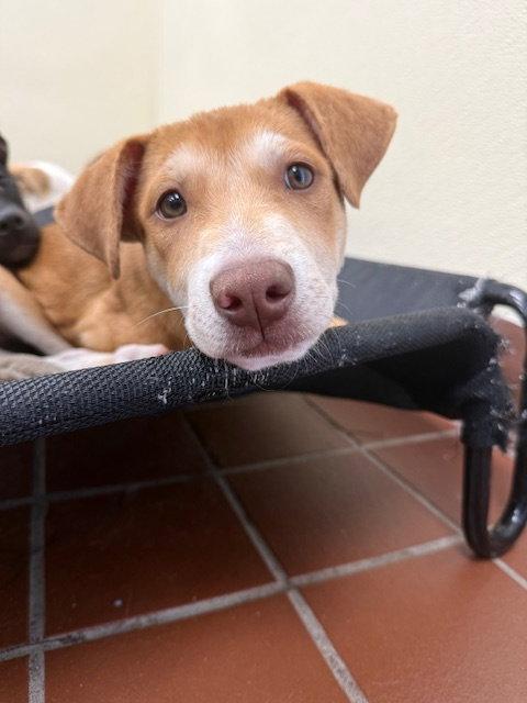 Sunny, Adoptable, Puppy Female Labrador Retriever.