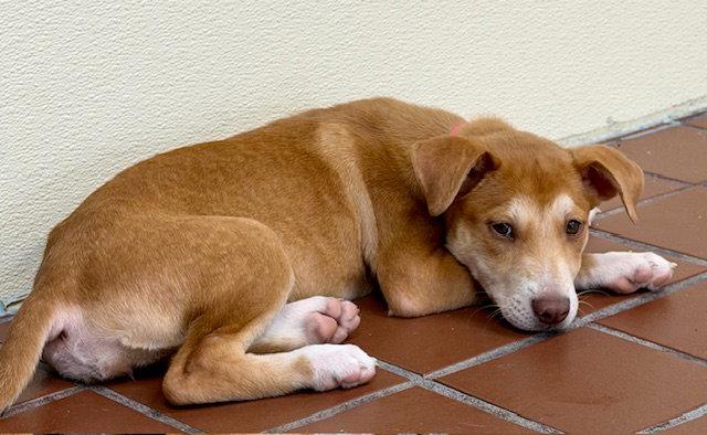 Sunny, a Adoptable Labrador Retriever in Lake Hopatcong, NJ image 2/3