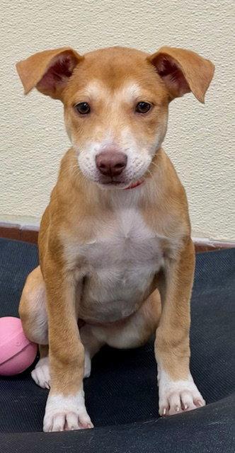 Sunny, a Adoptable Labrador Retriever in Lake Hopatcong, NJ image 3/3