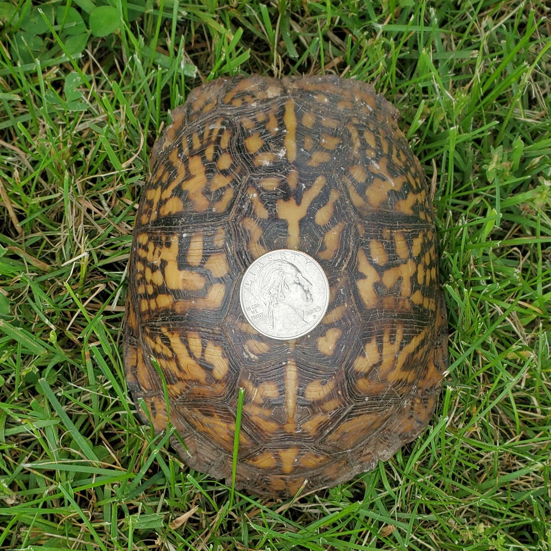 Scout E. Box Turtle, a Adoptable Eastern Box in Baltimore, MD image 2/5