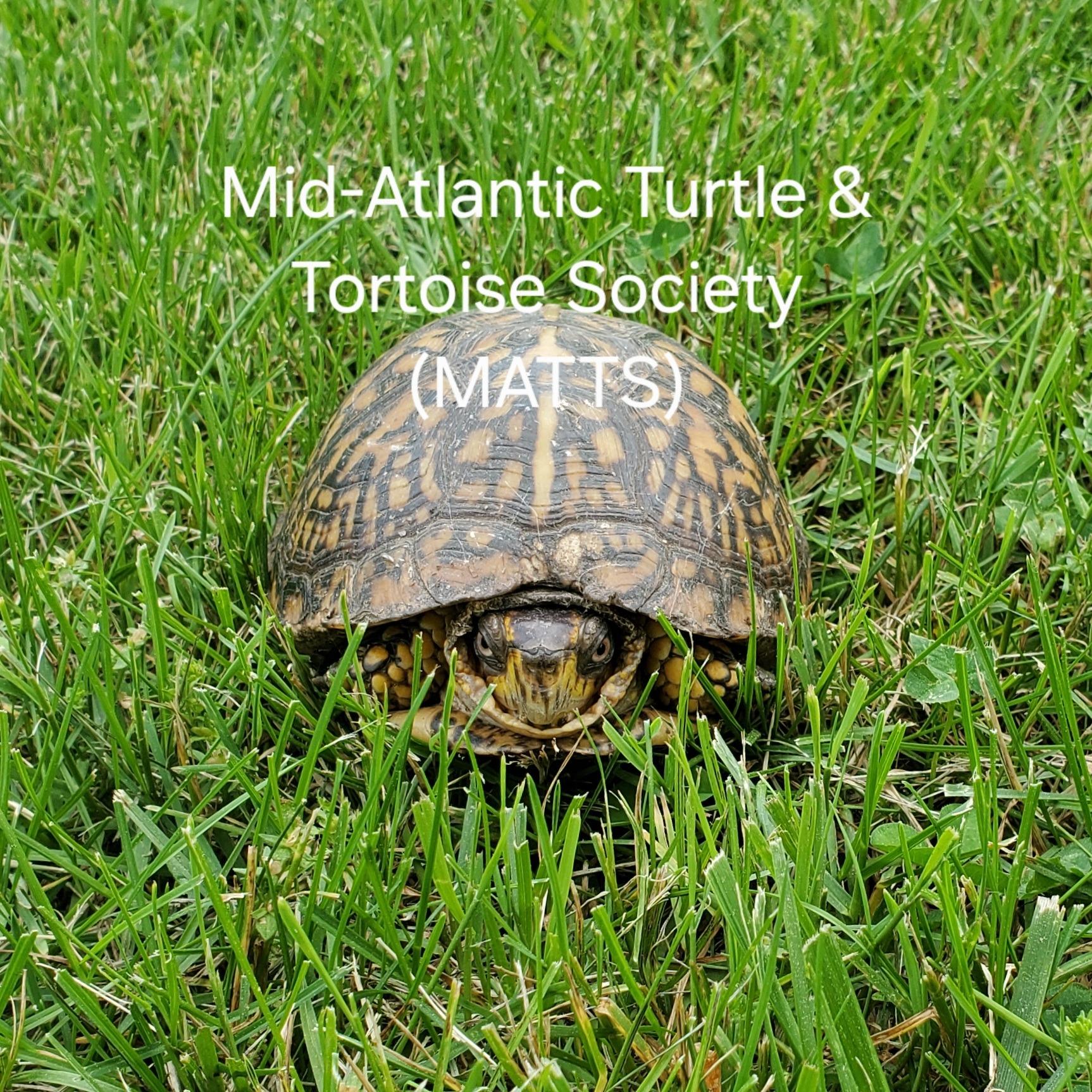 Scout E. Box Turtle