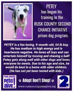 Enlarge Petey, a ADOPTABLE mixed breed in Henderson, TX image 6/6
