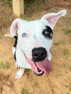 Petey, ADOPTABLE, Young Male Bull Terrier & Catahoula Leopard Dog.