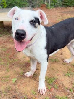 Enlarge Petey, a ADOPTABLE mixed breed in Henderson, TX image 4/6