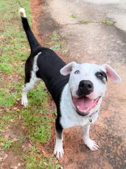 Enlarge Petey, a ADOPTABLE mixed breed in Henderson, TX image 3/6