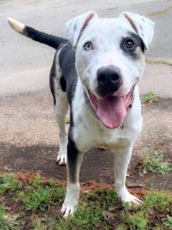 Enlarge Petey, a ADOPTABLE mixed breed in Henderson, TX image 5/6