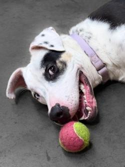 Enlarge Petey, a ADOPTABLE mixed breed in Henderson, TX image 2/6