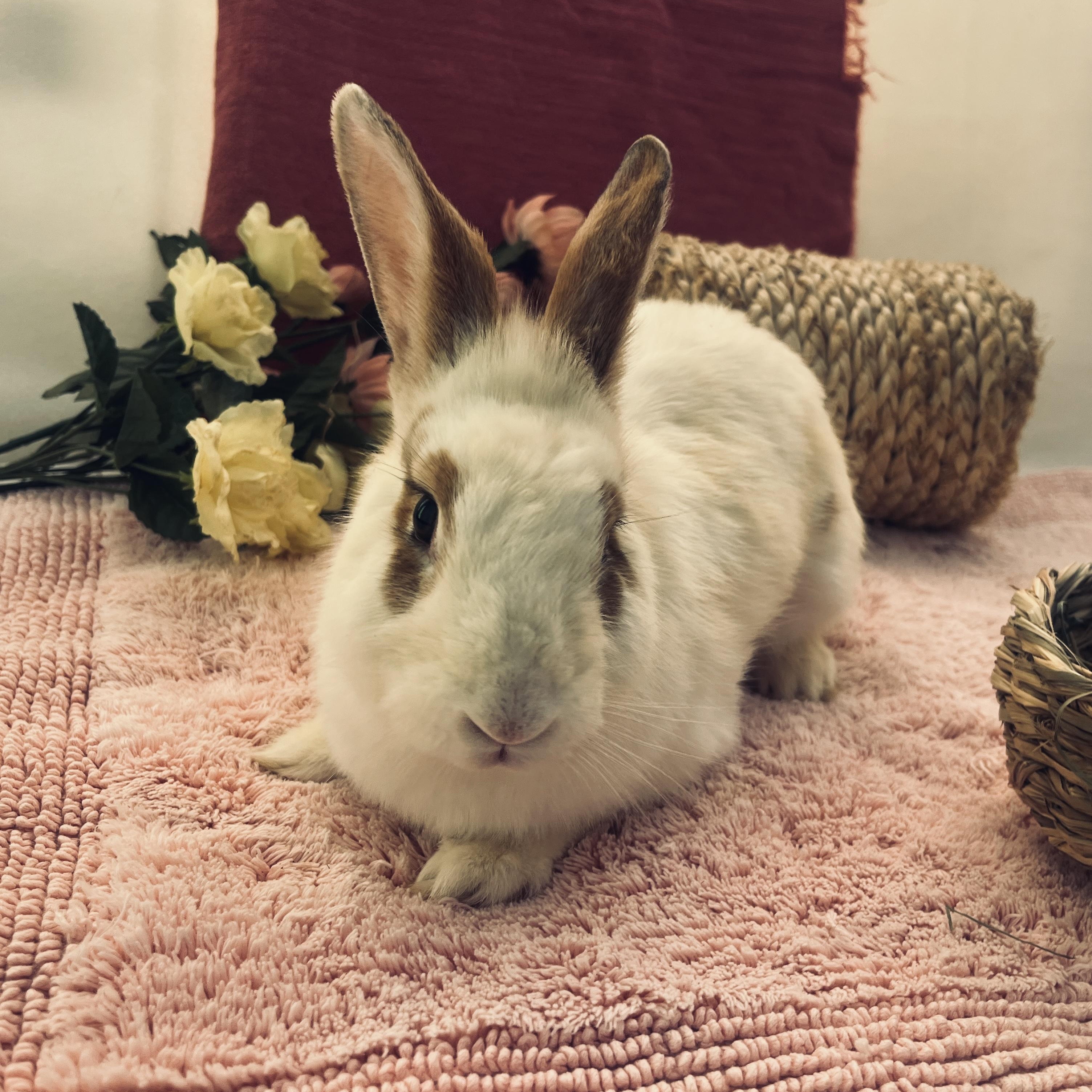 Enlarge Princess Leia, a ADOPTABLE mixed breed in Oakland, CA image 2/6