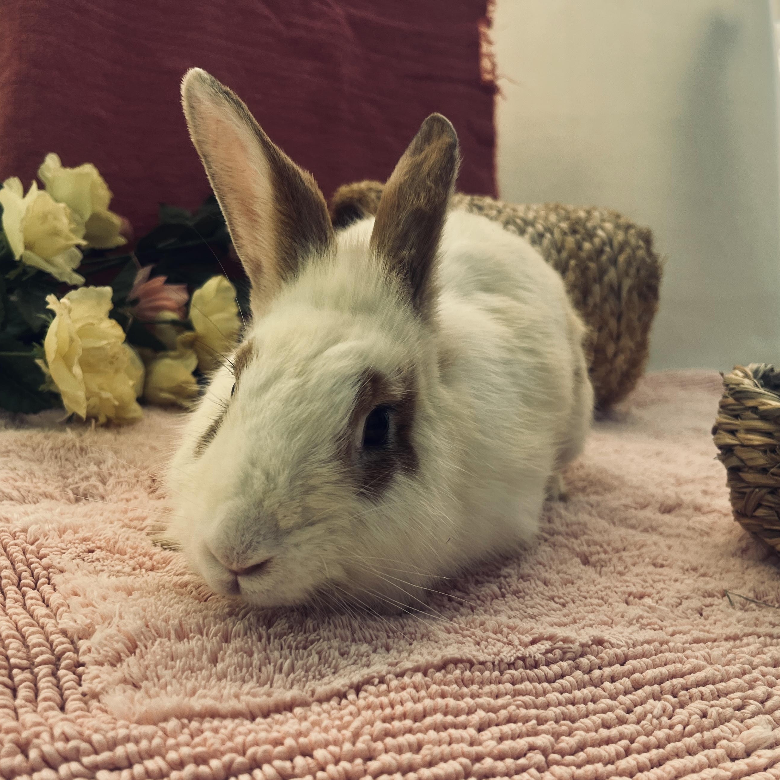Enlarge Princess Leia, a ADOPTABLE mixed breed in Oakland, CA image 1/6